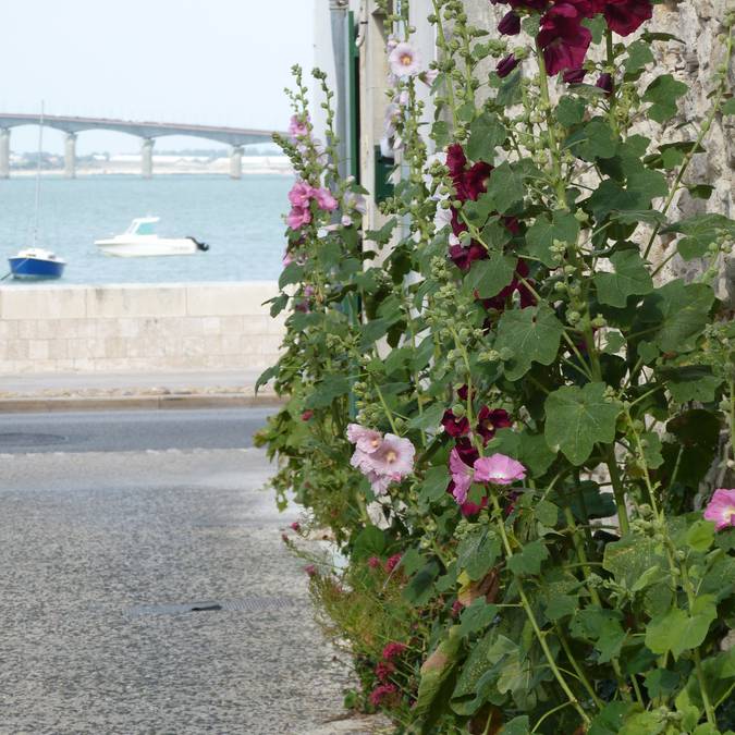 Roses trémières en juillet